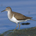 Common Sandpiper